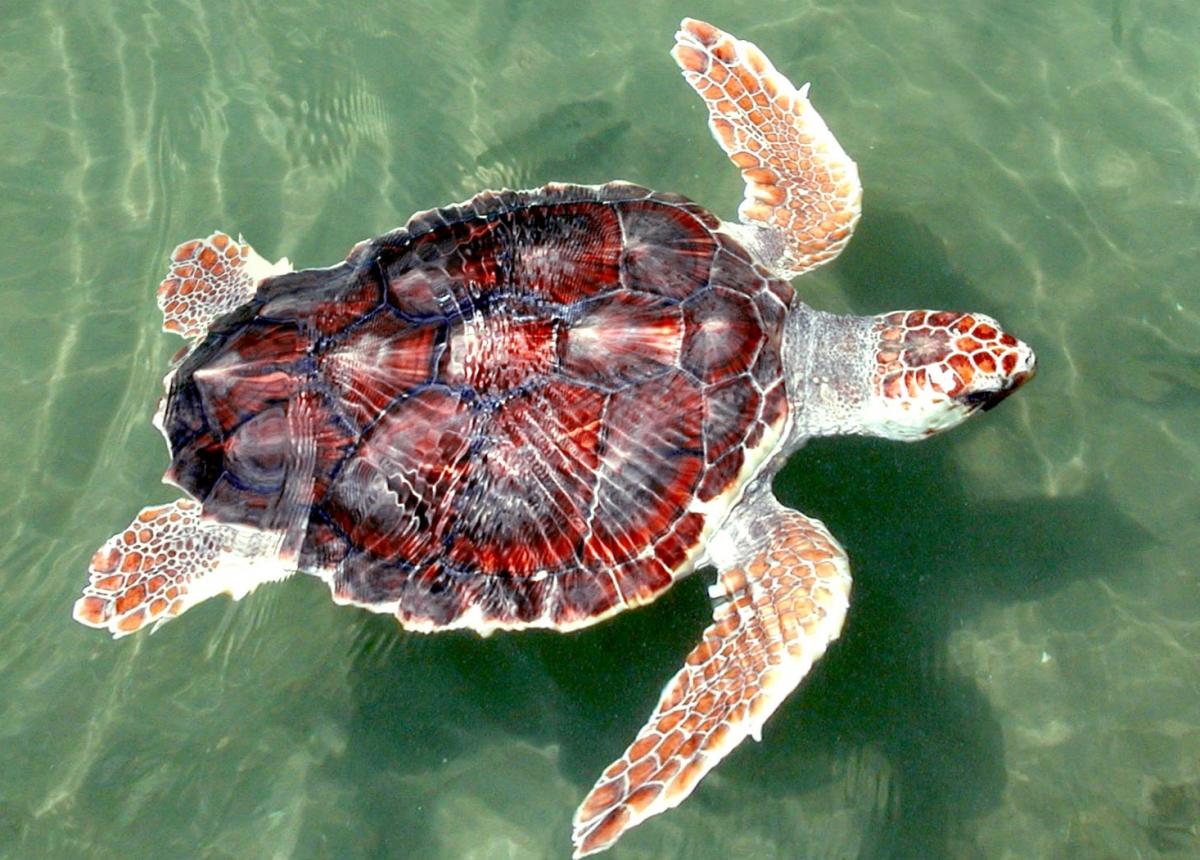 five-species-that-make-canada-s-coastal-waters-look-like-a-tropical