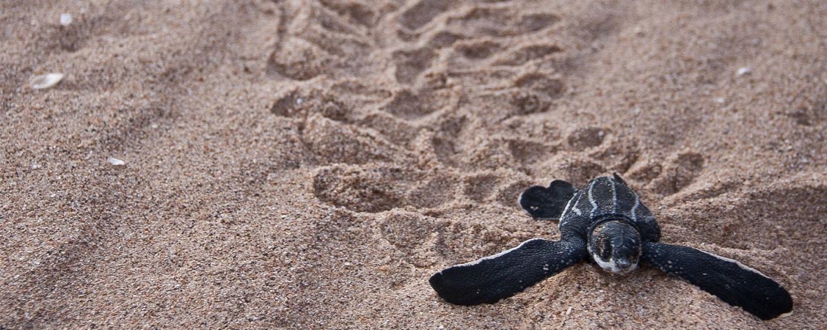 leatherback sea turtle