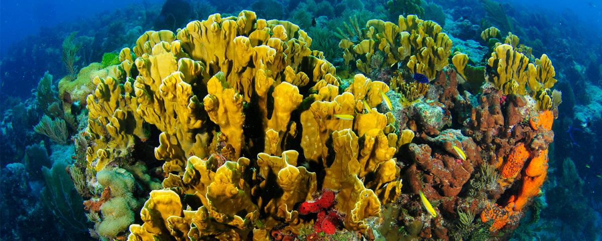 coral reef carbon footprint