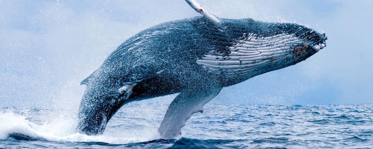 humpback whale breaching