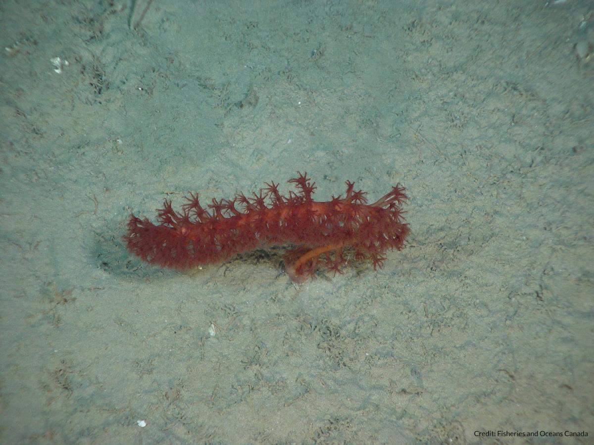 sea pen