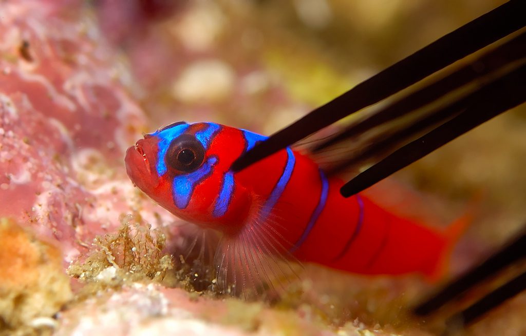 bluebanded goby