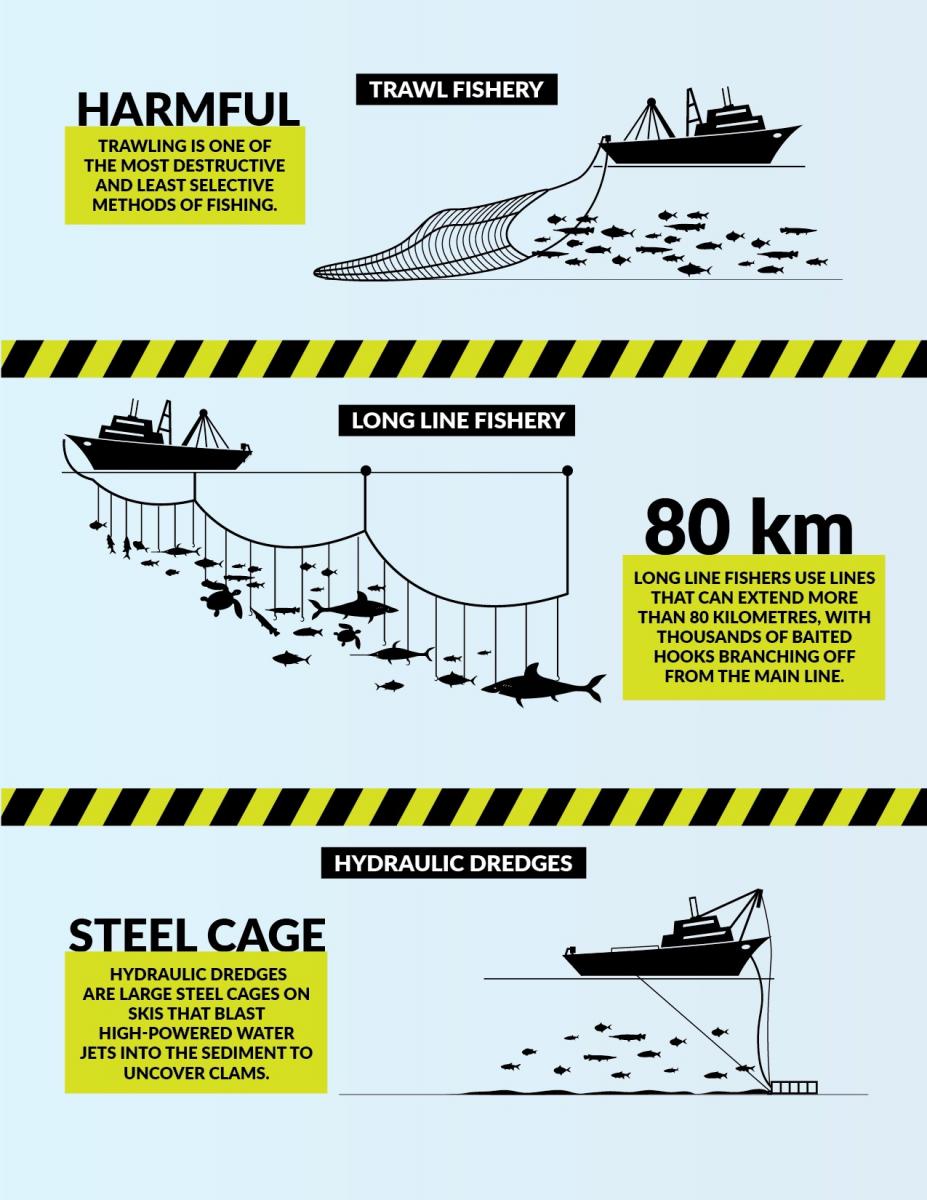 How is Seafood Caught? A Look at Fishing Gear Types in Canada - Oceana  Canada