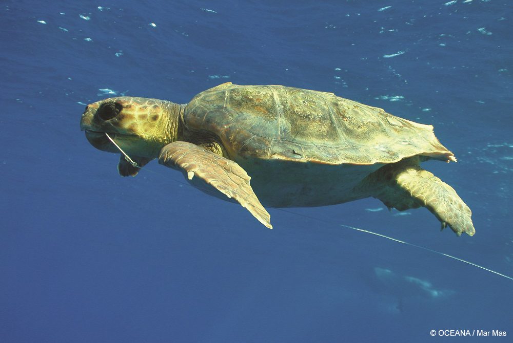 bycatch sea turtle