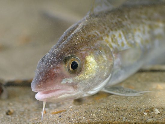 Canada Cod ©Hans Hillewaert