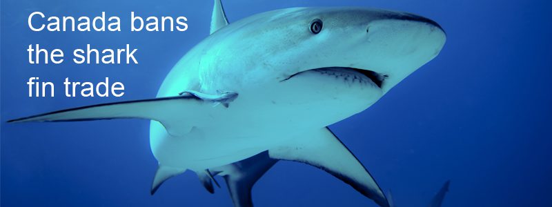 shark fin trade ban Canada