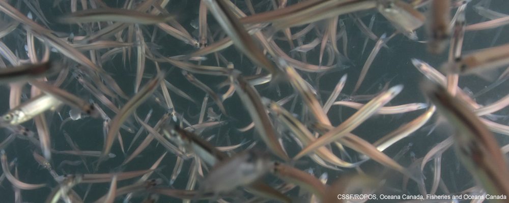 capelin gulf of st lawrence