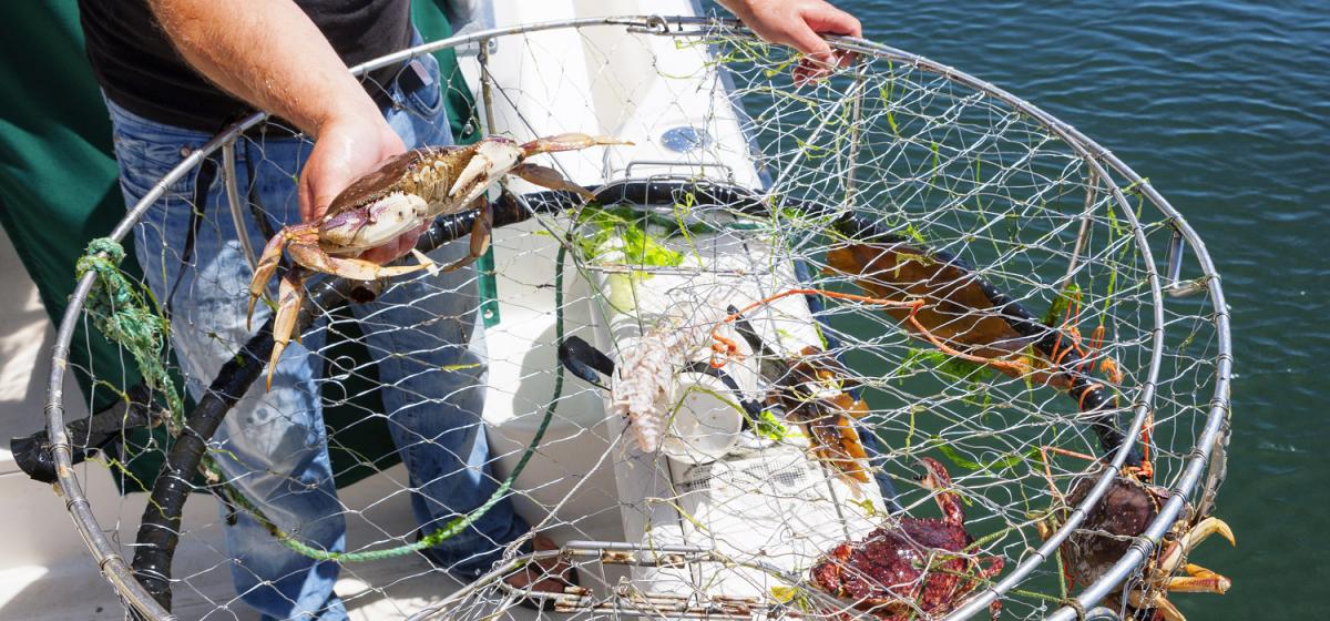 crab fishing