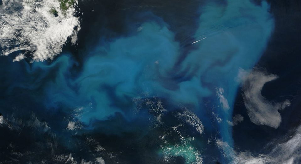 phytoplankton bloom Newfoundland NASA