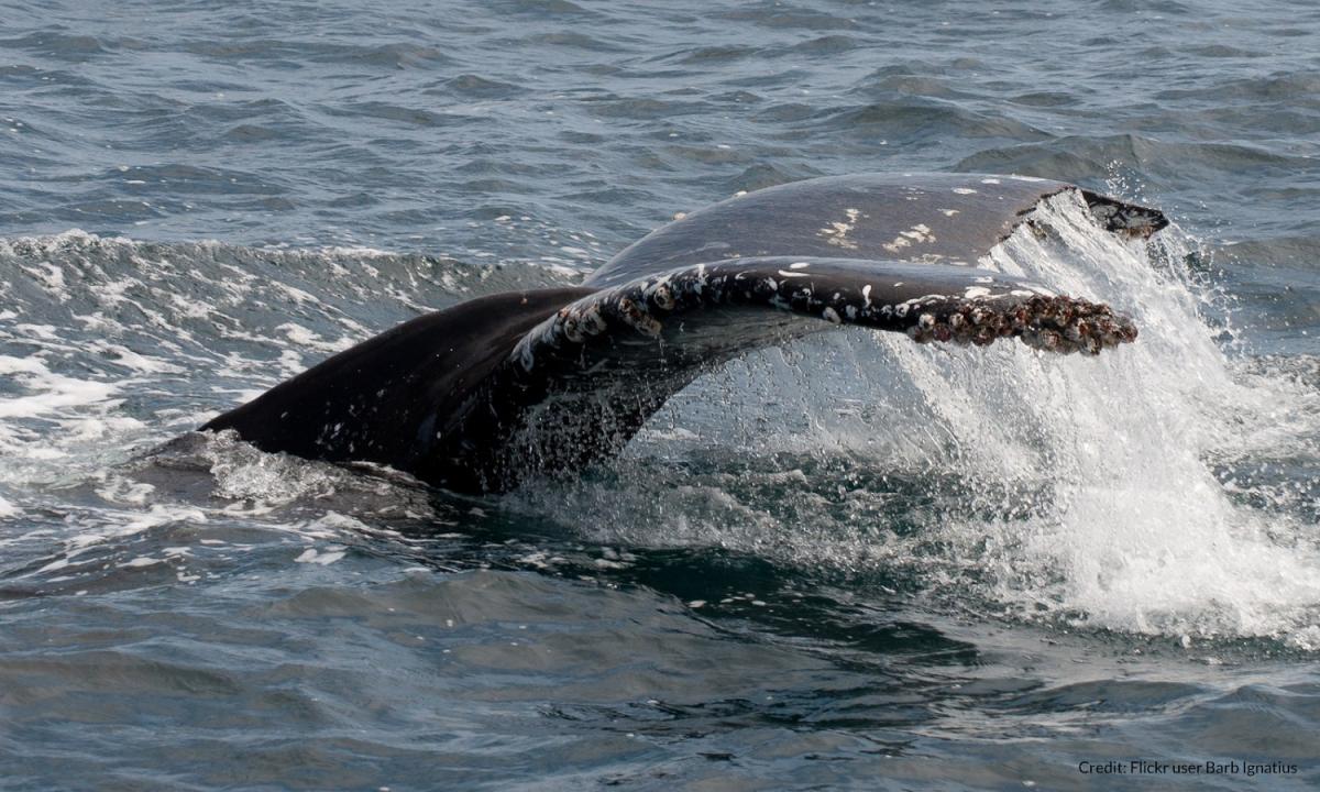 commensalism barnacles and whales