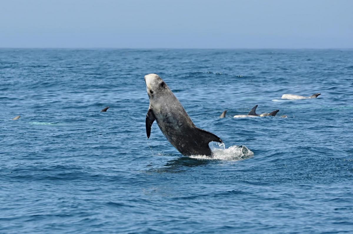 risso dolphin