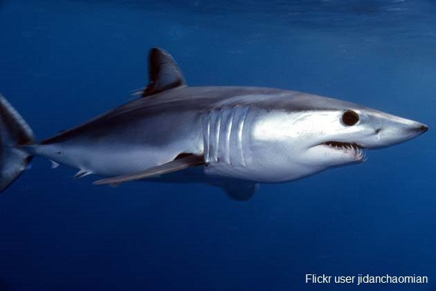 shotfin mako