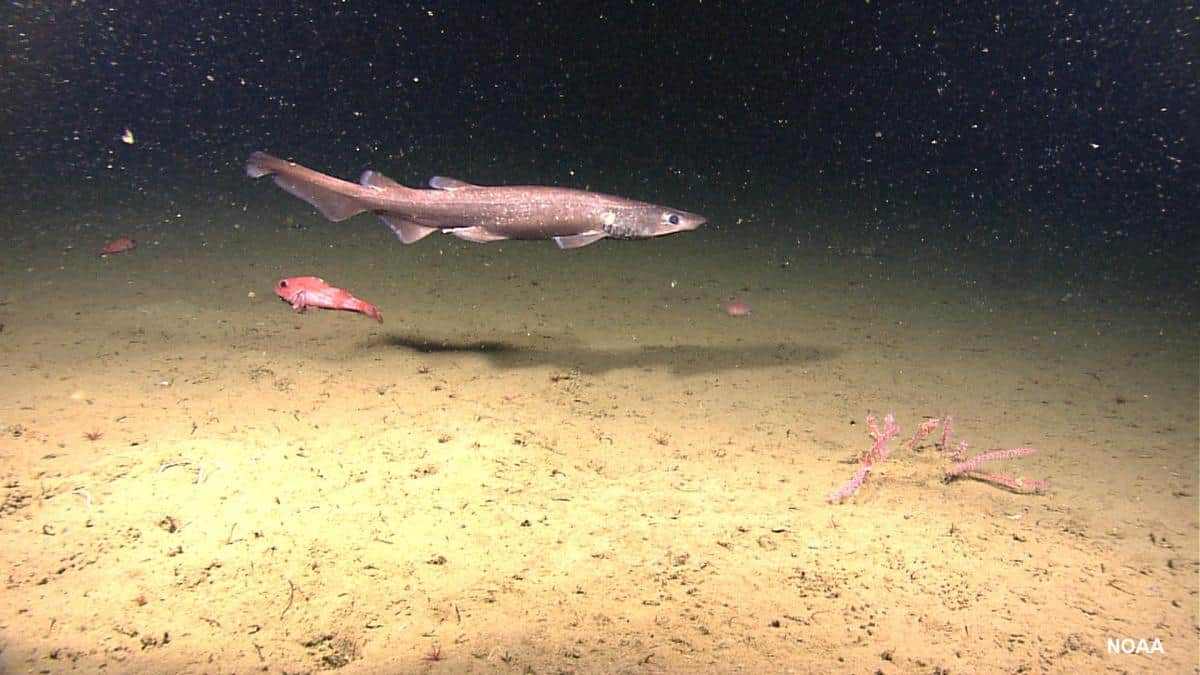 Brown catshark Appisturus brunneus 