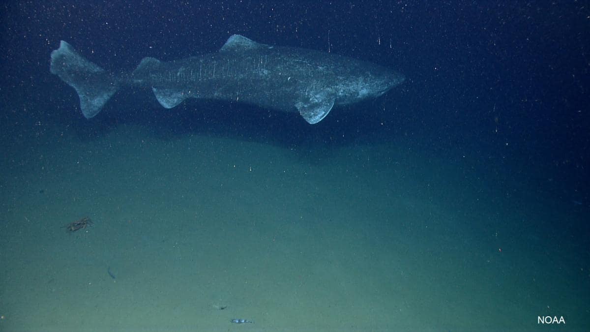 greenland shark Somniosus microcephalus