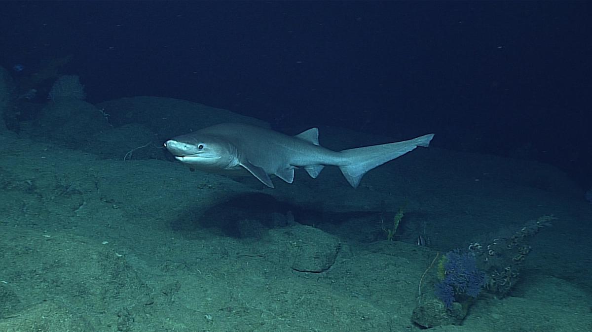 six gill shark