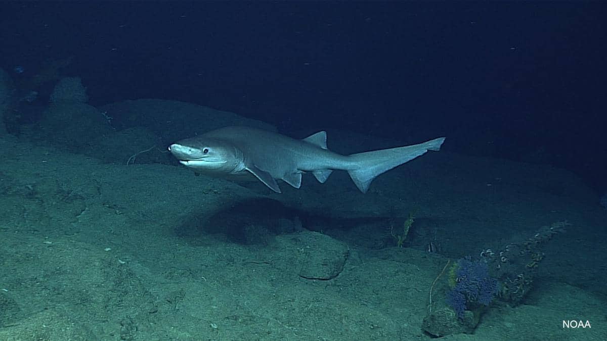 Bluntnose sixgill shark Hexanchus griseus