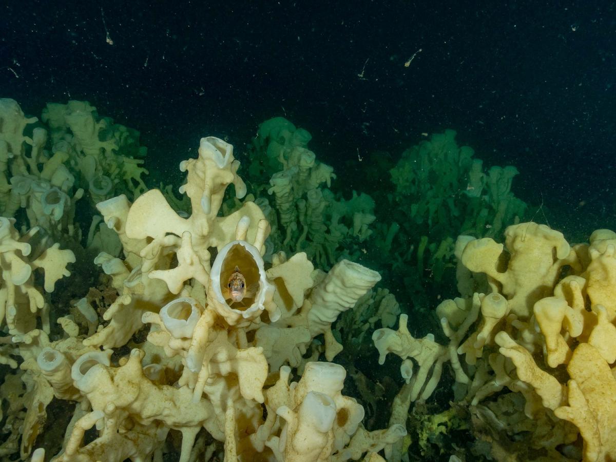 glass sponge reef  British Columbia