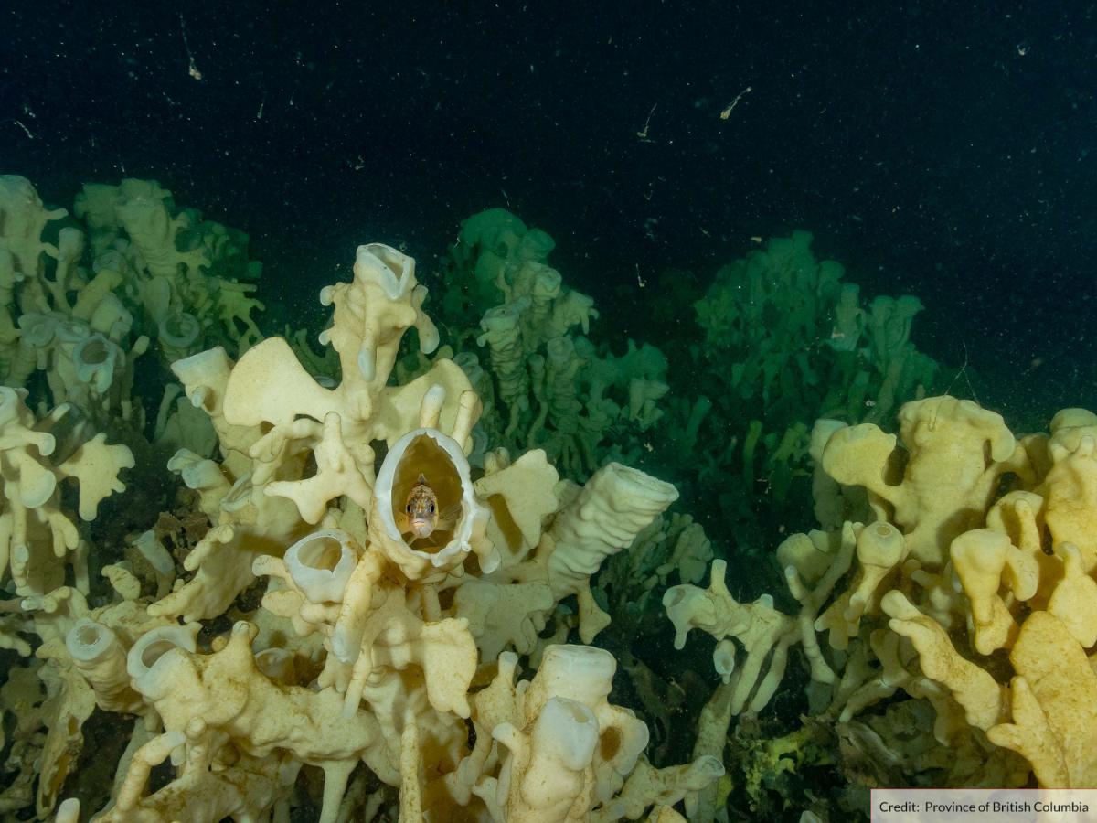 glass sponges and rockfish