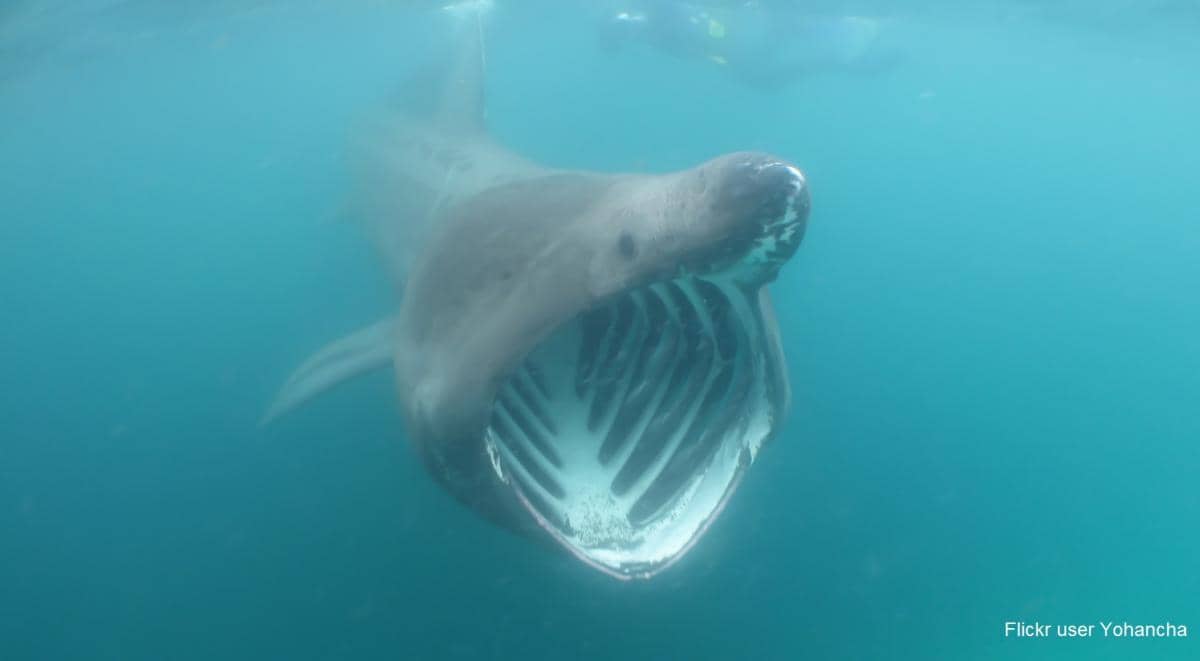 Basking shark