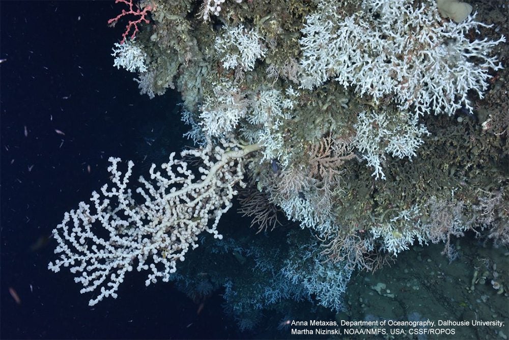 cold water corals gulf of maine