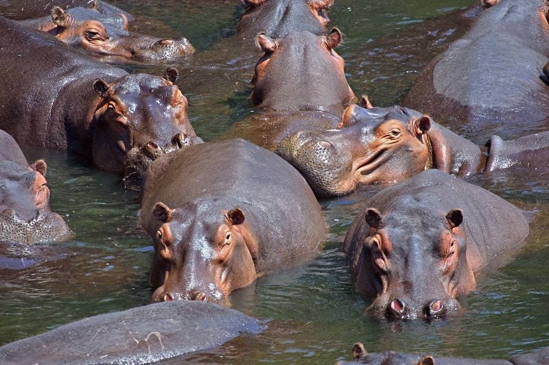 hippopotamus