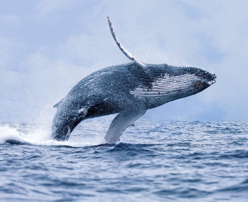 humpback whale jump