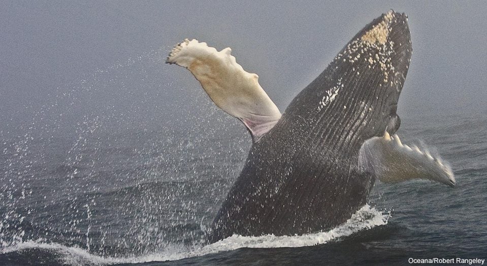 humpback whale