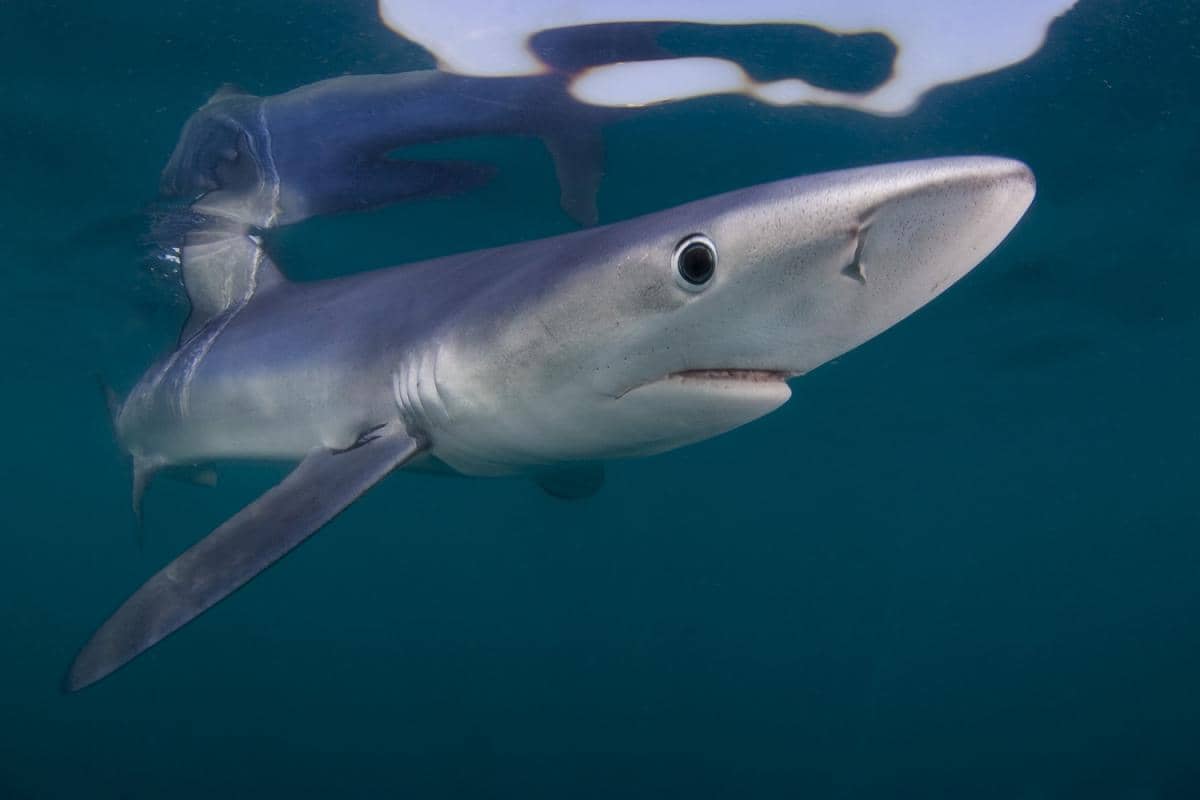 blue shark