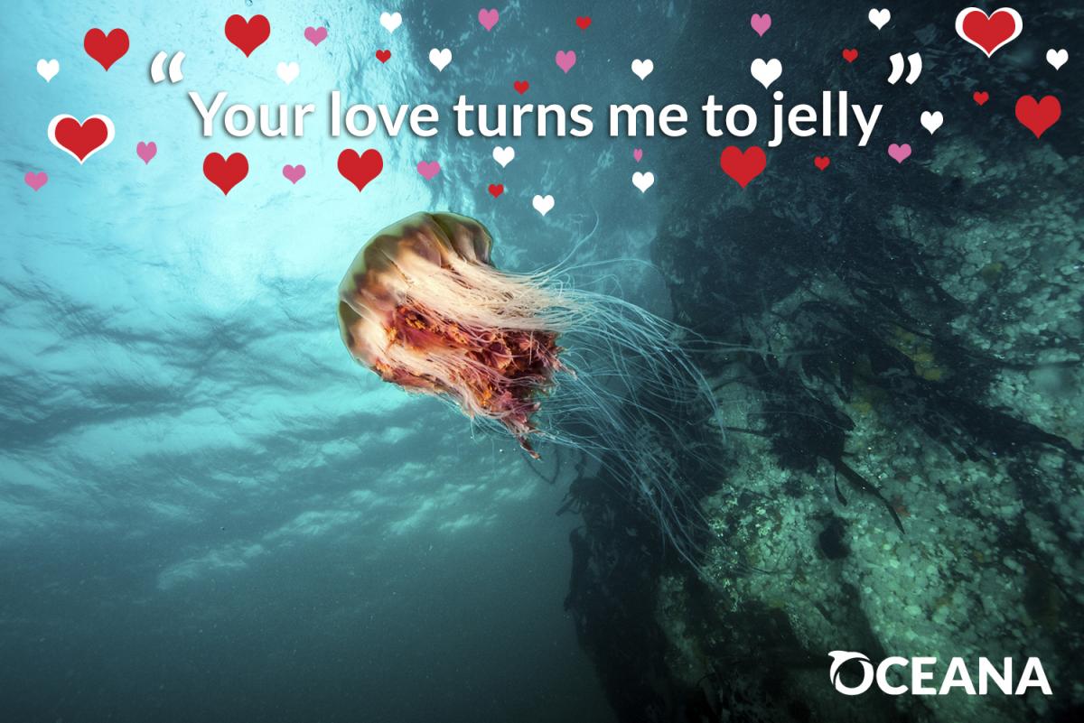 Jellyfish valentine's day
