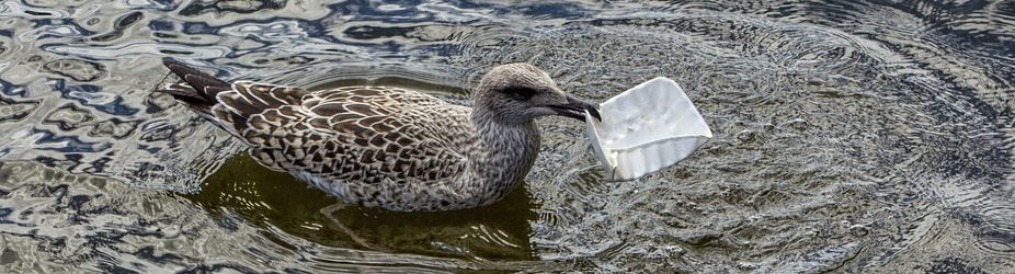 water pollution animals