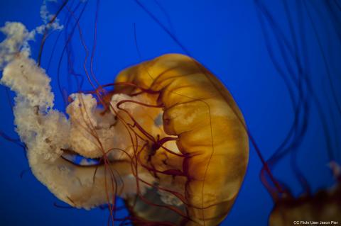 Lion's mane jellyfish