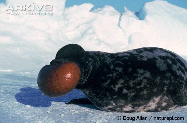 male hooded seal red nose