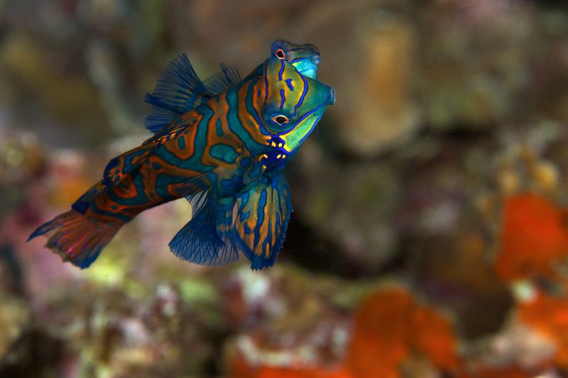 mandarin fish synchiropus splendidus