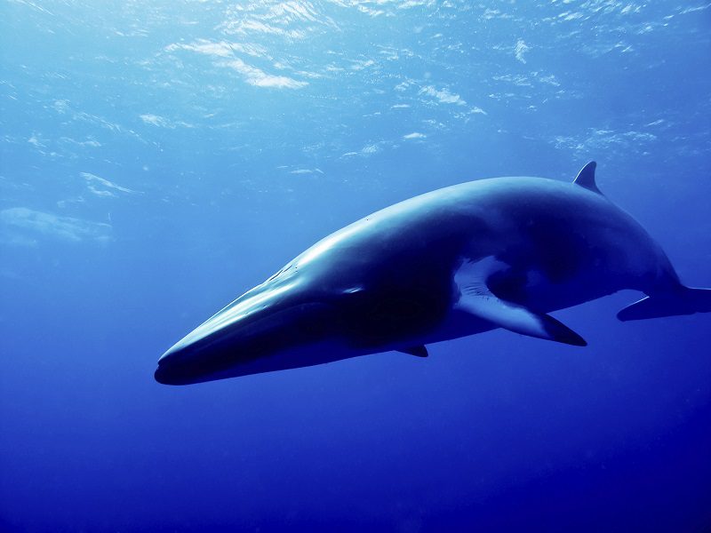 minke whale