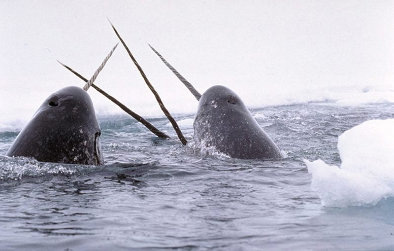 narwhals arctic breaching tusks