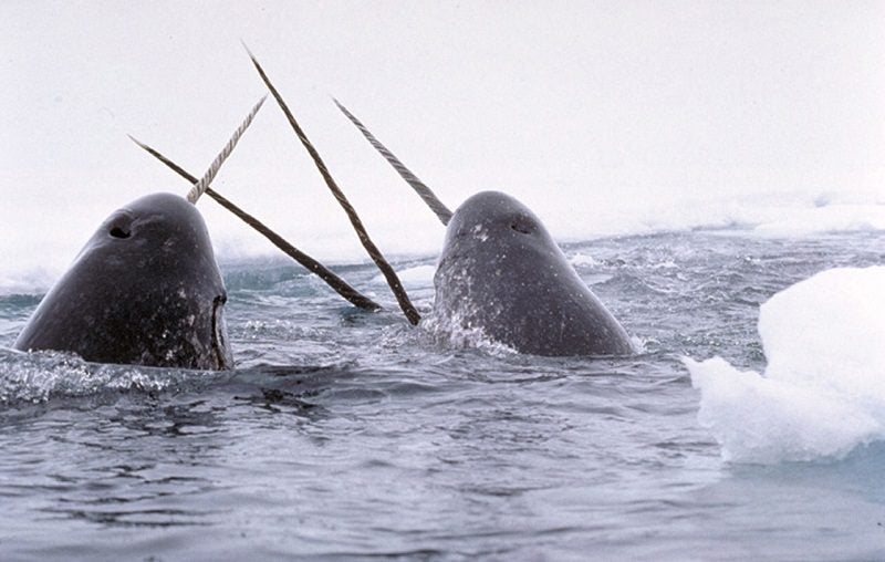 narwhals Arctic Ocean