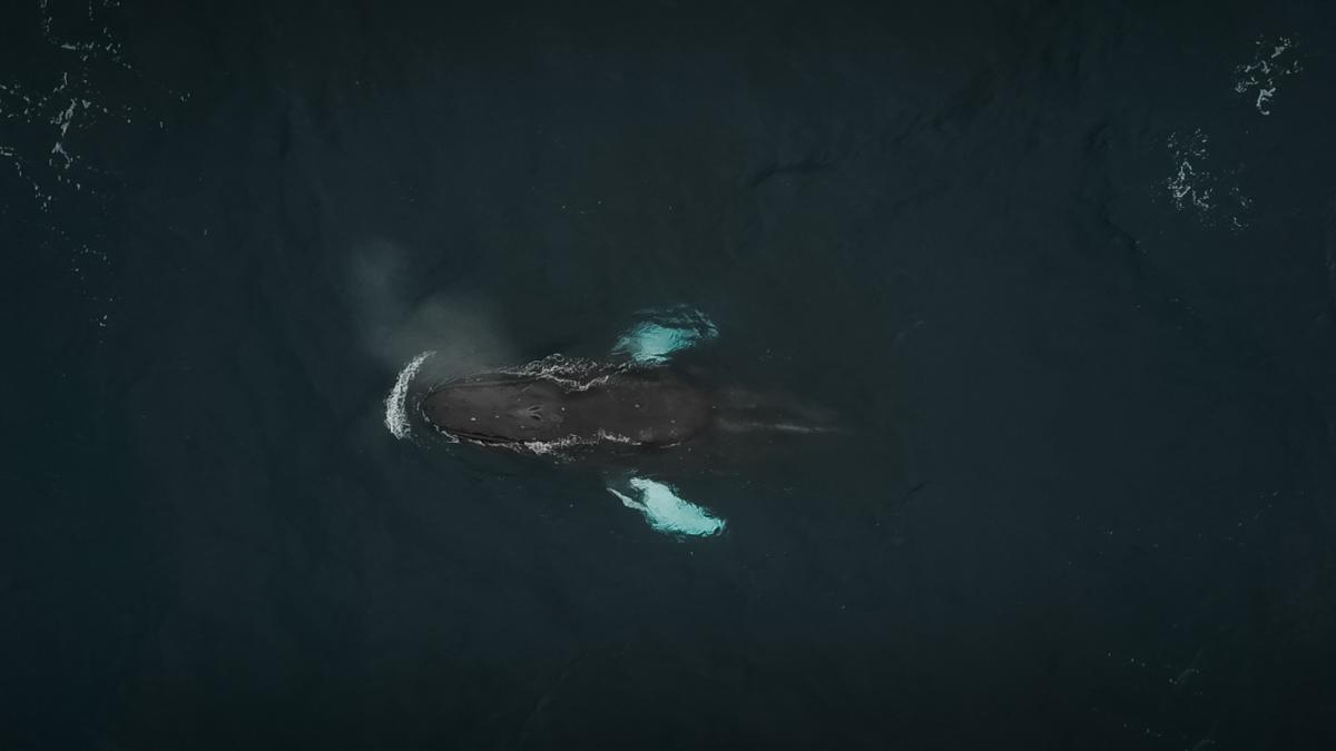 Humpback whale swims during our northeast pacific seamount expedition