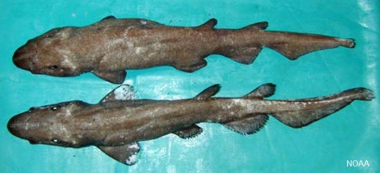 deepwater catshark