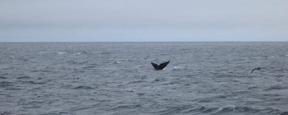 North Atlantic right whale Gulf of St Lawrence