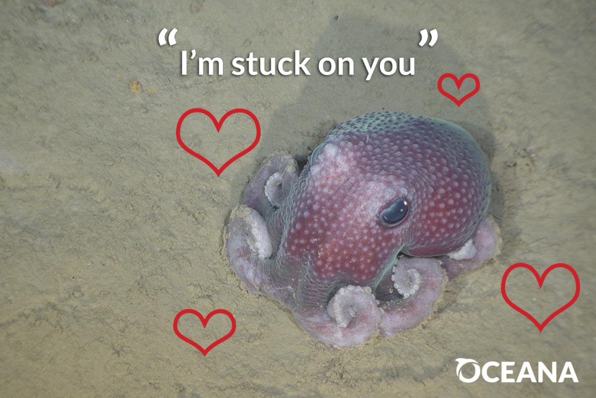 dumbo octopus Valentines day