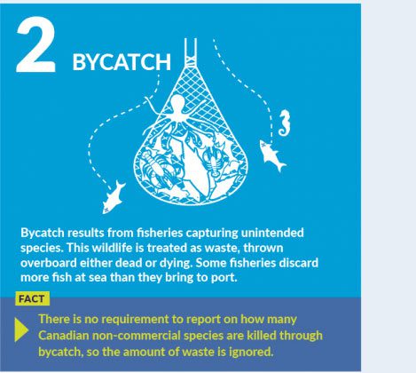 Bycatch results from fisheries capturing unintended species.
