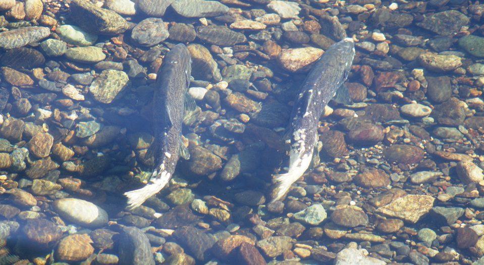 chinook salmon 