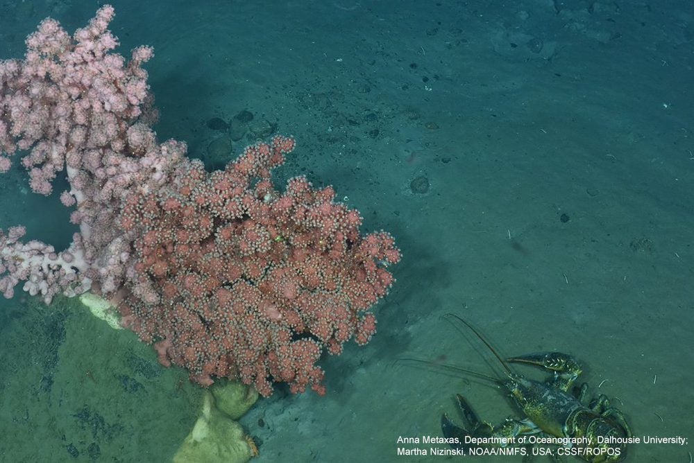  Georges Canyon coral and lobster Gulf of Maine