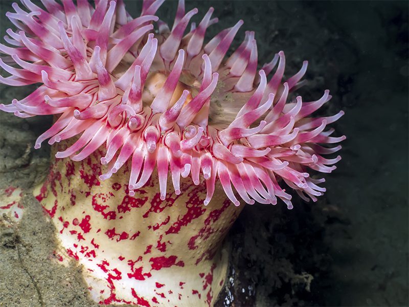 pink painted sea anemone Urticina grebelnyi