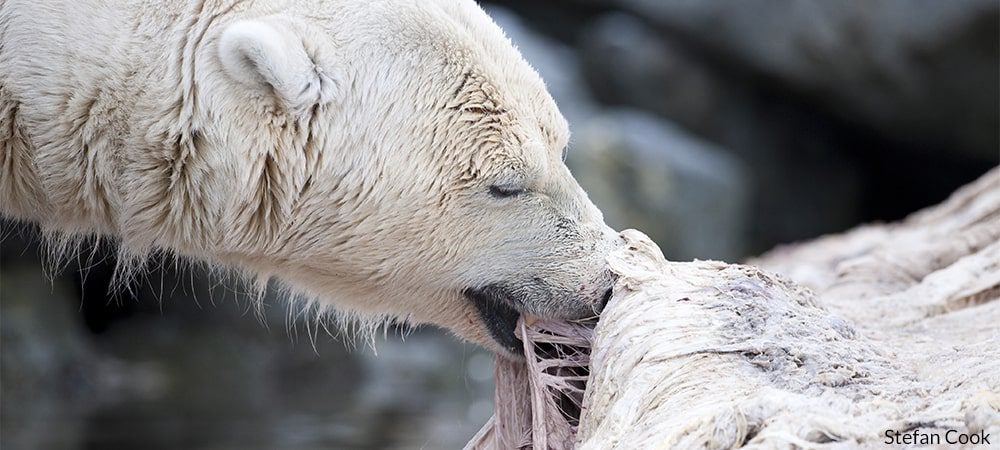 polar bear eating