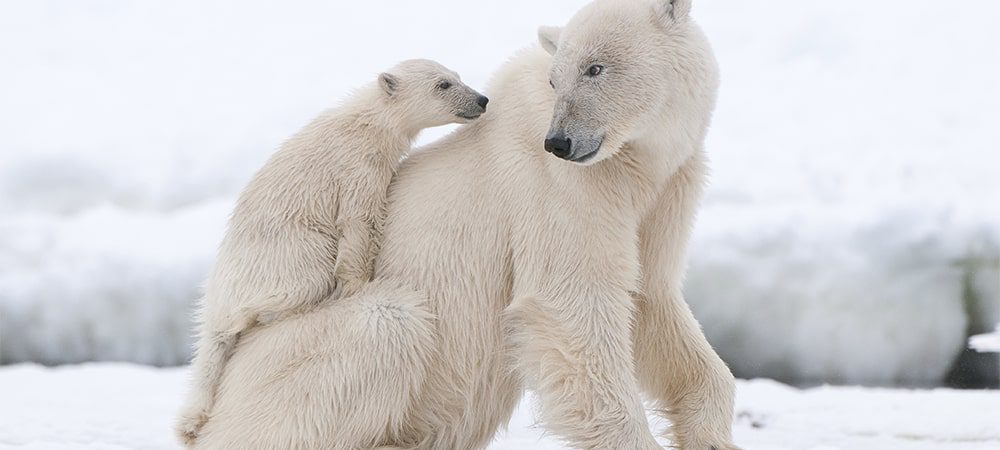 polar bear cub and mom