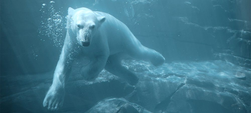 polar bear underwater swimming