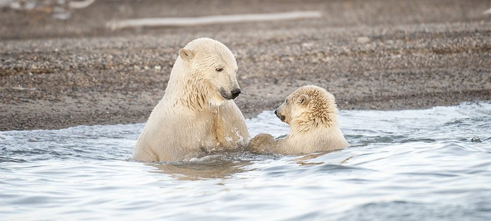 Polar bear and cub swimming