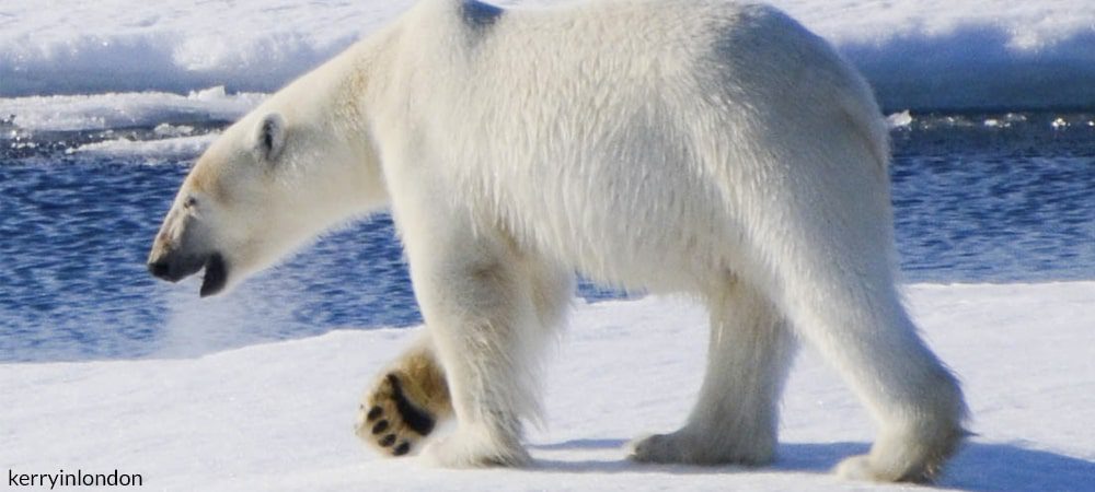 polar bear walking on ice
