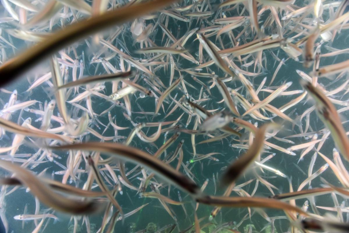 school of capelin in the American Bank